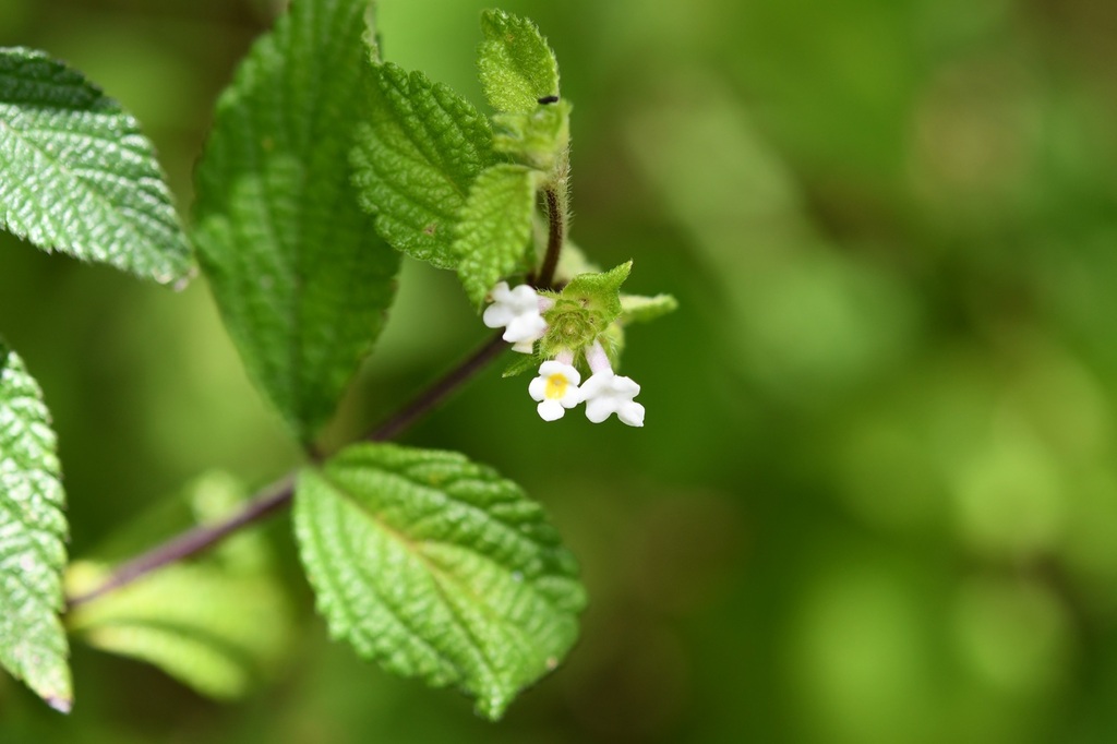 Lantana hirta; photograph (c) Neptalí Ramírez Marcial, some rights reserved (CC BY)