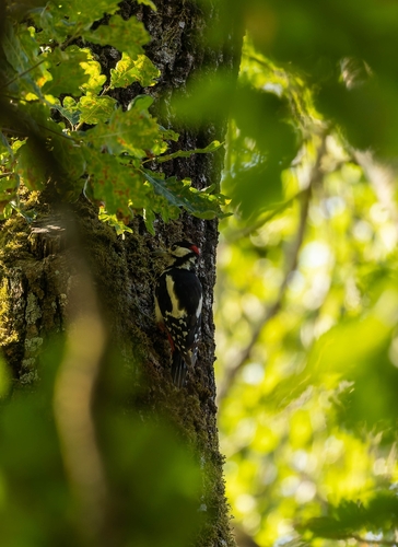 Great Spotted Woodpecker