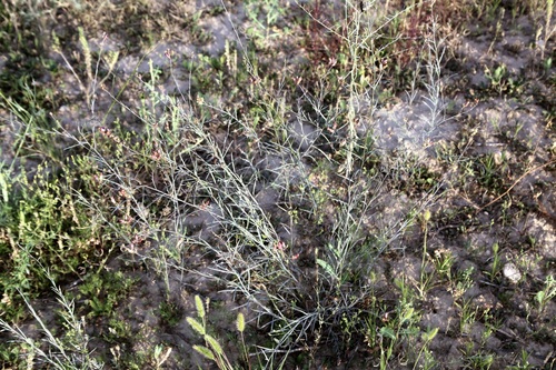 Linaria popovii, photograph 4