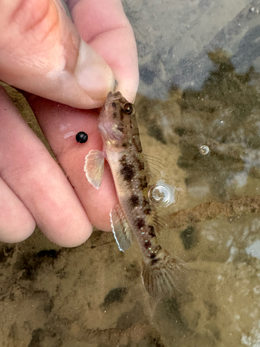 Acentrogobius viridipunctatus observed 2026-07-18