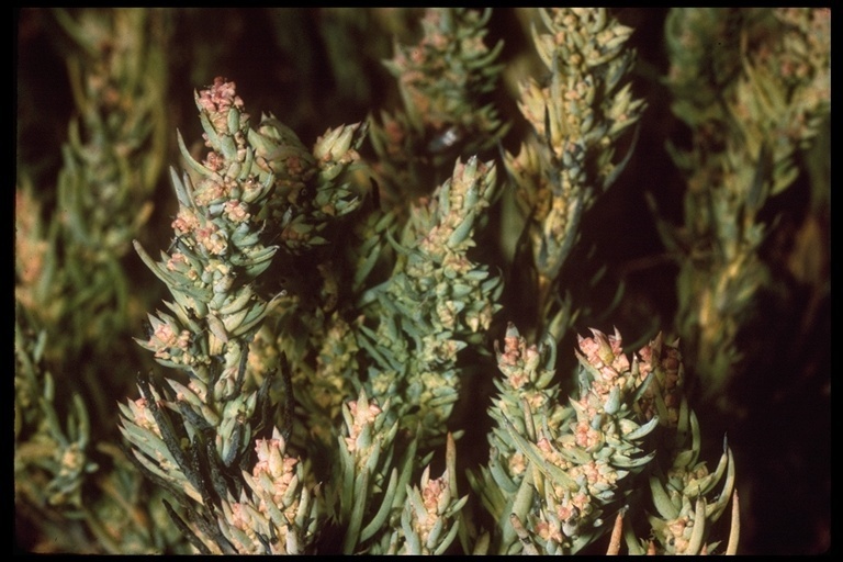 Suaeda occidentalis