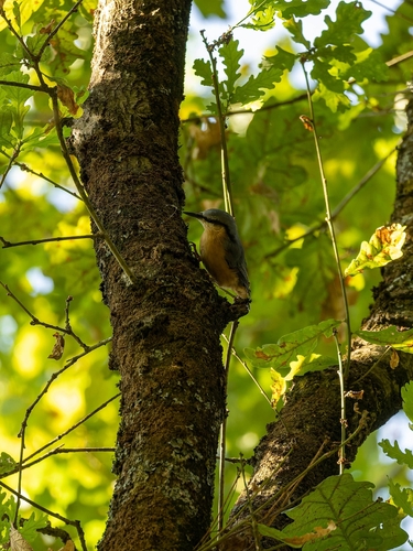 Eurasian Nuthatch