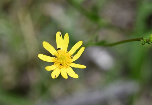 Ranunculus petiolaris, photograph 1
