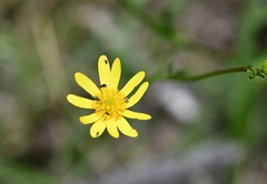 Ranunculus petiolaris, photograph (c) Neptalí Ramírez Marcial, some rights reserved (CC BY)