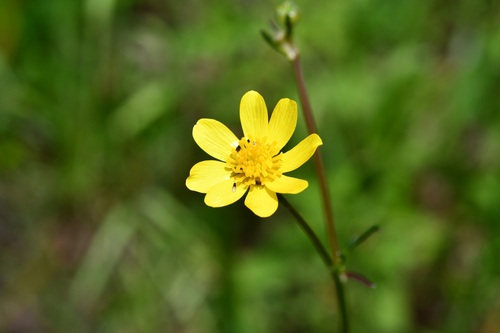 Ranunculus petiolaris