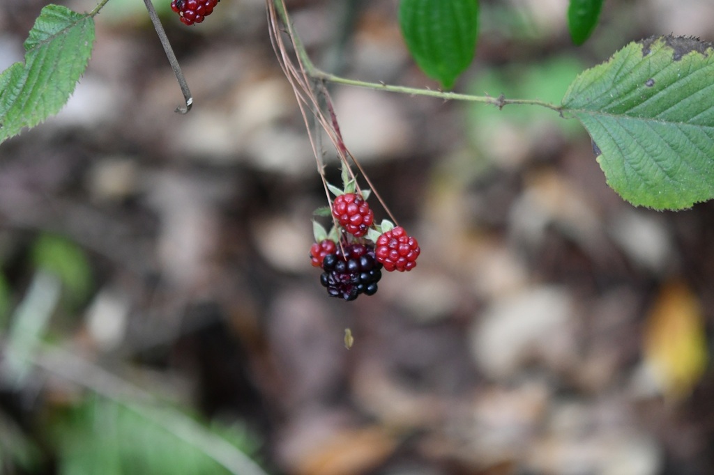 Rubus coriifolius; photograph (c) Neptalí Ramírez Marcial, some rights reserved (CC BY)