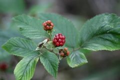(c) Neptalí Ramírez Marcial, some rights reserved (CC BY) Rubus coriifolius, photograph (c) Neptalí Ramírez Marcial, some rights reserved (CC BY)