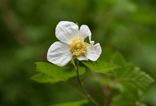 Rubus trilobus, photograph 4