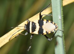 Largus fasciatus