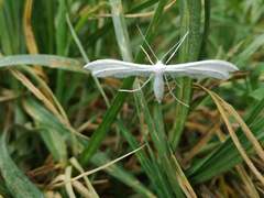 Pterophorus pentadactyla