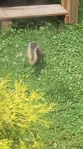 Eastern Gray Squirrel observed by don_memo