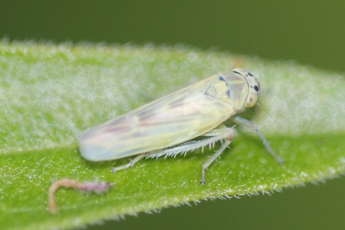 Sagatus punctifrons