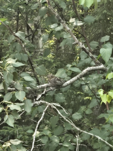 Common Nighthawk observed by wallyjstach