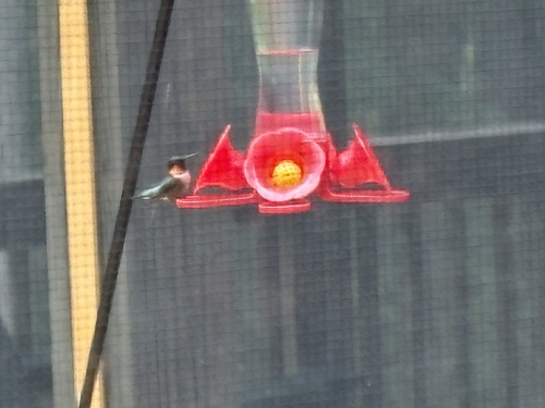 Ruby-throated Hummingbird observed by ryanteaguebeckwith