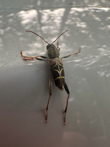 Split-necked Neoclytus photo 5