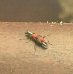 Anthocomus equestris