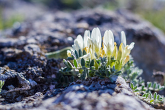 Astragalus rupifragus
