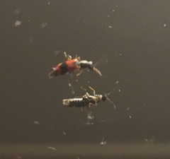 Anthocomus equestris