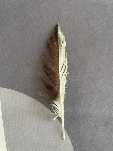Plume de Tadorne de Belon