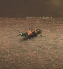 Anthocomus equestris