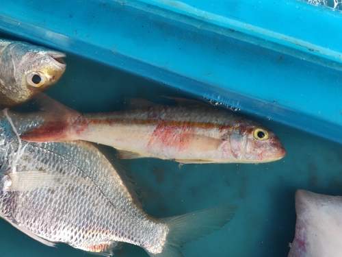 Sunda goatfish (Upeneus sundaicus) — Mullidae — 5
