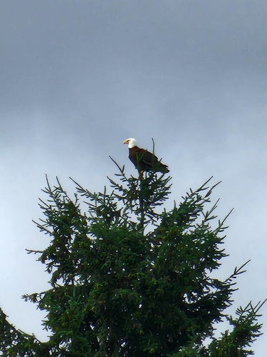 Bald Eagle observed by liquidcake