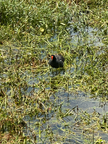 Common Gallinule observed by deelee600