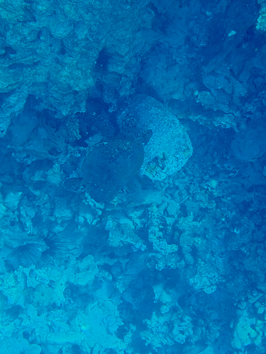 Eretmochelys imbricata, 2026-07-08