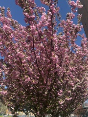 Prunus