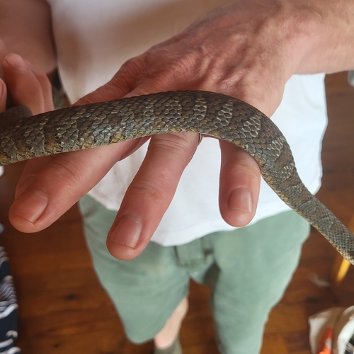 Common Watersnake observed by lheron