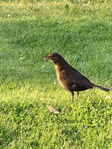Eurasian Blackbird