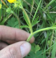 Ranunculus occidentalis