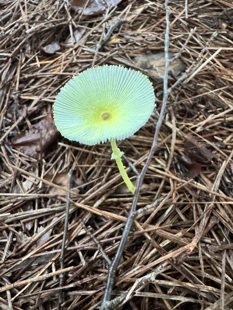 Fragile Dapperling · July 2026 · photo: Photo: (c) Shelby Lyn Sanders, some rights reserved (CC BY) · iNaturalist