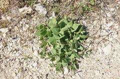 Atriplex aucheri