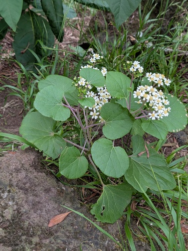 Pericallis malvifolia, photograph 4