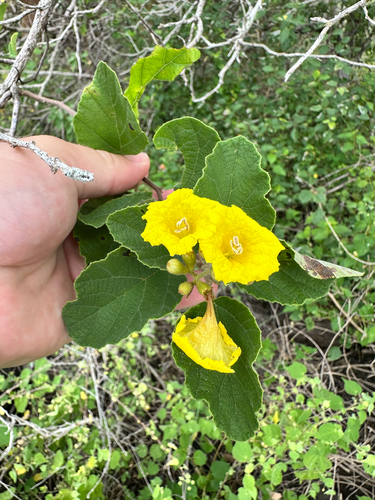 Cordia lutea, photograph 1
