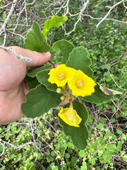 Cordia lutea, photograph author not stated, no rights reserved