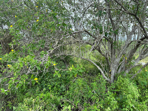 Cordia lutea, photograph 2