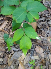 Toxicodendron radicans image