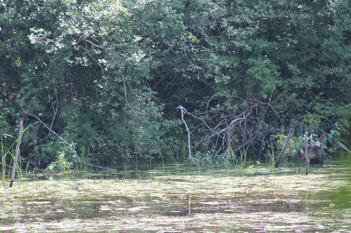 Belted Kingfisher observed by andrew_mcconnell