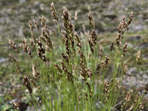Anthoxanthum monticola
