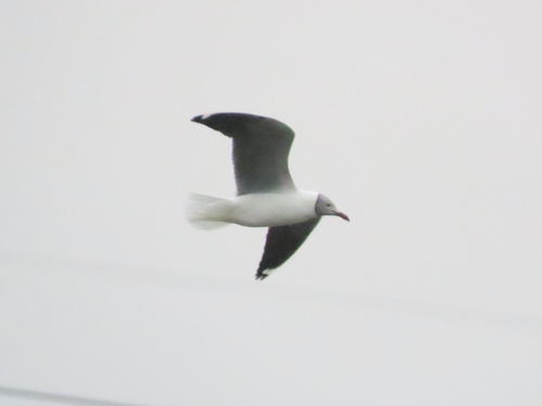 iNaturalist image