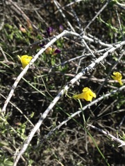Neogaerrhinum filipes