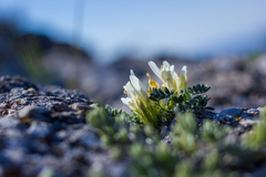 Astragalus rupifragus