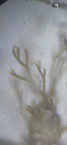 Gayliella flaccida observed 2026-07-18