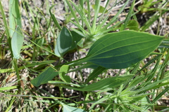 Arnoglossum plantagineum