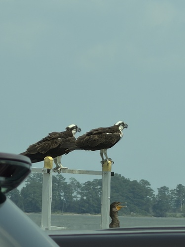 Osprey observed by emmie614