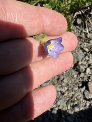 (c) Michael O'Loughlin, some rights reserved (CC BY) Polemonium californicum, photograph (c) Michael O'Loughlin, some rights reserved (CC BY)