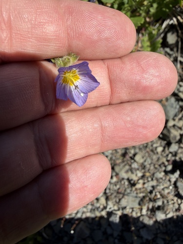 Polemonium californicum, photograph 4