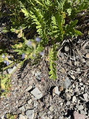 (c) Michael O'Loughlin, some rights reserved (CC BY) Polemonium californicum, photograph (c) Michael O'Loughlin, some rights reserved (CC BY)